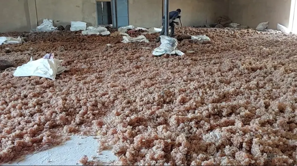 الصمغ العربي في السودان.. ثروة وطنية تأثرت بنيران الحرب