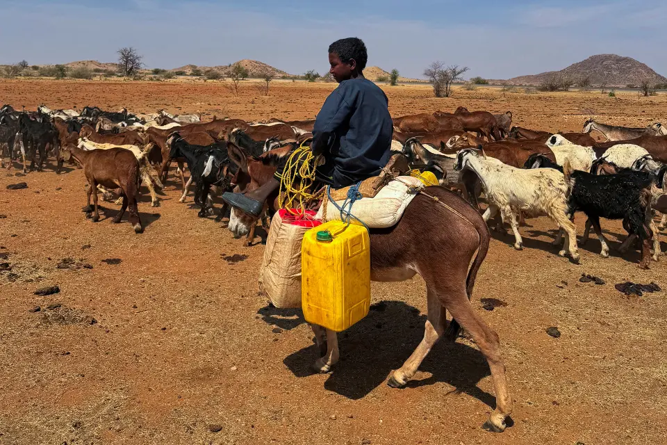 A young shepherd rides a donkey while leading a herd of sheep in North Kordofan, Sudan, January 20, 2026. REUTERS/El Tayeb Siddig TPX IMAGES OF THE DAY