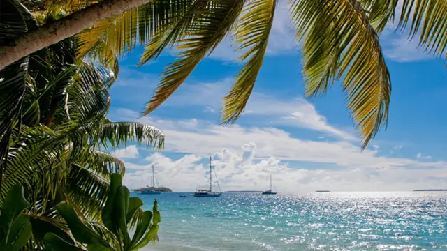 أشجار النخيل تنسدل على الجزر وأمامها مياه المحيط اللامعة.